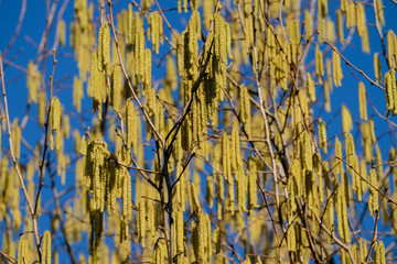 the allergy sufferers are not happy about it, the hazelnut shrubs bloom this year very early