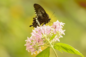 Obraz premium butterfly on flower