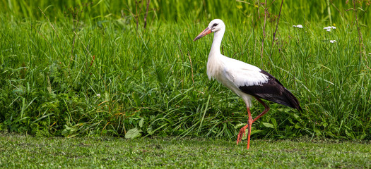 White stork in the green meadow summer day