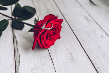 Red rose, marriage proposal, ring, engagement