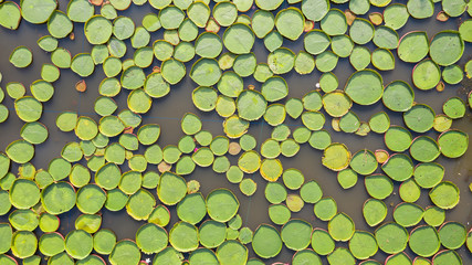 Aerial photo top view of Victoria water lilies