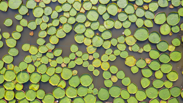 Aerial photo top view of Victoria water lilies