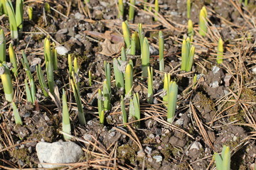 Flowers starting to grow in Spring