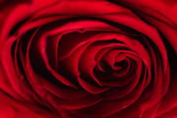 red rose, macro