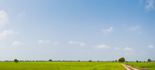 Fototapeta premium Green field and clear sky background panorama.