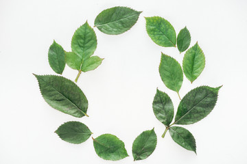 top view of circular composition with green leaves isolated on white - obrazy, fototapety, plakaty