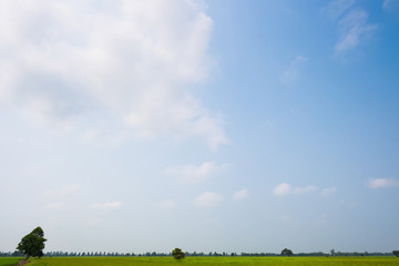 Fototapeta premium Green field and clear sky background.