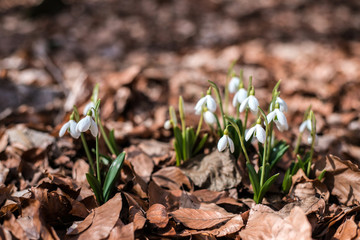 Snowdrops against old leaves in spring forest.
