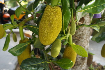 jackfruit