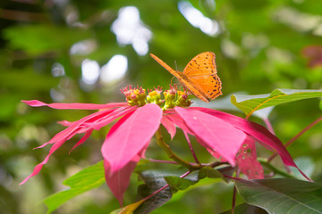 Fabulous Cruiser Butterfly on Red Poinsettia near Kuranda in North Queensland, Australia