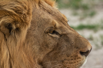 The Savuti North Pride lions roam in the Chobe National Park Botswana.