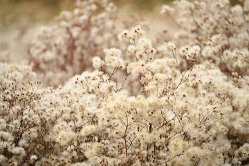 White fluffy tender dry flowers. Vintage style.