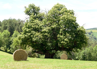 Châtaignier de 400 ans Ariège