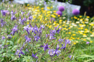 blue columbine flowerbed in a garden