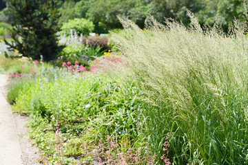 frost grass (Spodiopogon sibiricus) in flowerbed. grass is alos known as Siberian graybeard and silver spike.