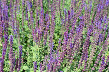 Fototapeta premium blue Sage (Salvia Nemorosa) in flowerbed. full frame.