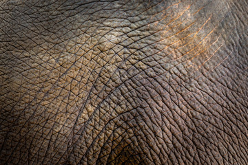 Elephant skin texture background
