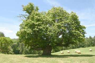 Châtaignier de 400 ans Ariège