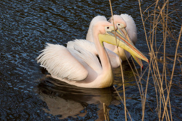 Paar roze pelikaan © photoPepp