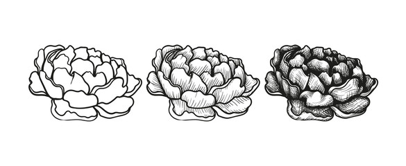 Set of sketch phased drawing flowers peony.