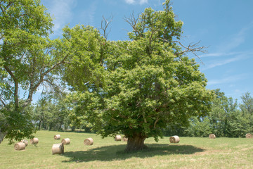 Châtaignier de 400 ans Ariège