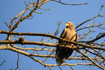 White-tailed sea eagle, sitting on a tree  branch