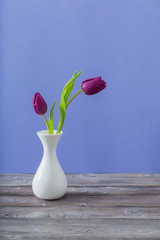 two tulips in vase on violet background