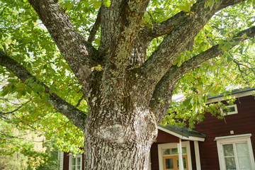 Big tree trunk on red wooden house background