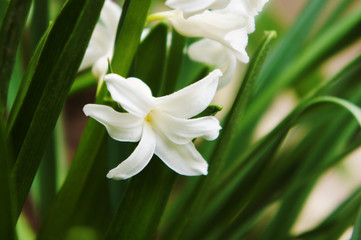 Obraz premium white spring hyacinth flower blossomed photograph. close up background