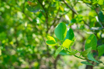 Lemon leaf and sunshine.