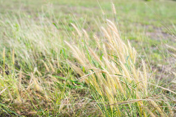 field of wheat