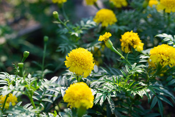 Mariglod flower on the ground