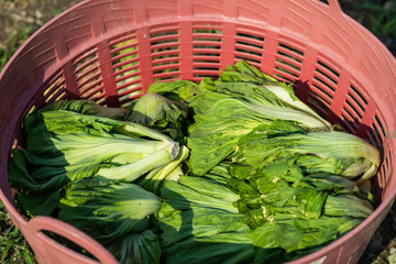 lettuce in the basket for sale