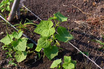 Pumpkin leaf on the ground