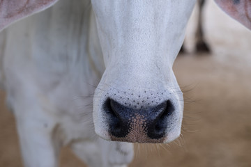 Cow's nose