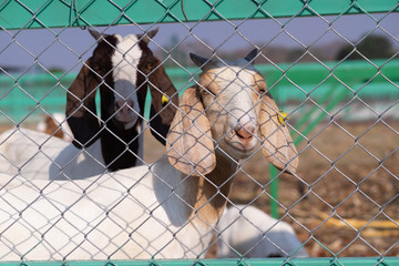 Goat in the cage.