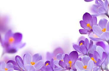 spring flowers on white background