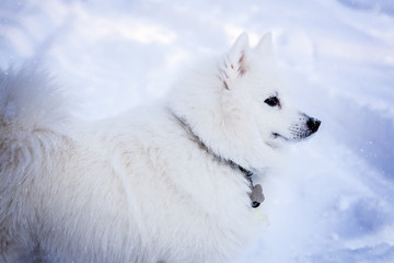 White dog Spitz walks in winter on snow