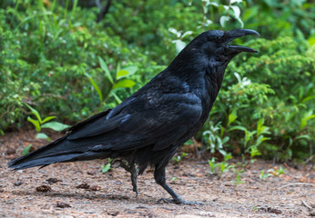 Fototapeta premium Black Crow