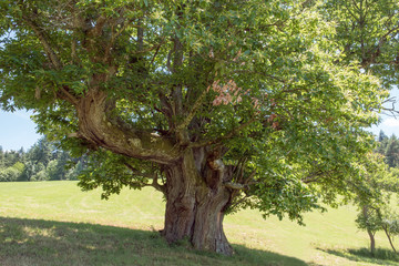 Obraz premium Châtaignier de 400 ans Ariège