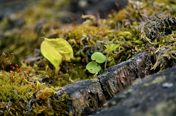 autumn moss seeds growing in an old moss covered tree stump