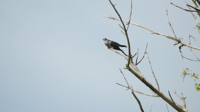 Kuckuck&nbsp;,Cuculus ,canorus,kuckucksv&ouml;gel,v&ouml;gel,cuculidae,brutparasitismus,ruf,brutpflege,keine,singv&ouml;gel,schiefergrau,b&auml;nderung,reviergesang,schmetterlingsraupen,fr&uuml;hlingsbote,territorial,wirtsv&ouml;gel,an