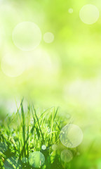 Sunny green spring background