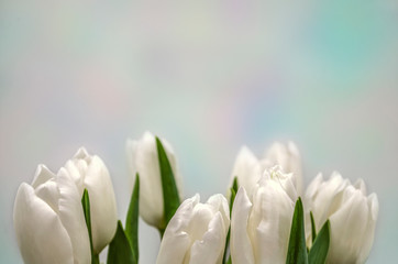 Postcard with the lower border of the buds of white tulips on a gentle rainbow background