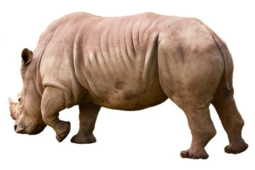 Obraz premium A white african rhinoceros, ceratotherium simum, isolated on white background