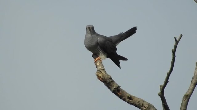 Kuckuck&nbsp;,Cuculus ,canorus,kuckucksv&ouml;gel,v&ouml;gel,cuculidae,brutparasitismus,ruf,brutpflege,keine,singv&ouml;gel,schiefergrau,b&auml;nderung,reviergesang,schmetterlingsraupen,fr&uuml;hlingsbote,territorial,wirtsv&ouml;gel,an