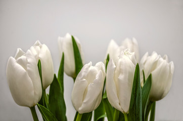 Delicate white tulips on stems with sharp green leaves on a white background