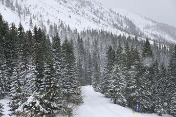 Forest in mountains, winter landscape