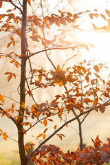 Ein Morgen im Herbst