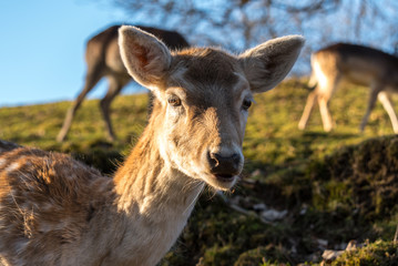 Fawn close up